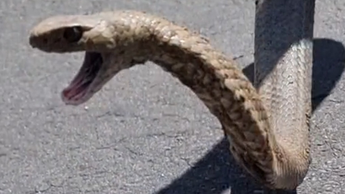 The brown snake proved a tricky catch.  It was eventually captured out of the front of the western Sydney home. 