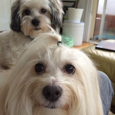 When Sassy and Charlie's owner Helen tested their DNA the results were surprising.