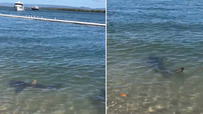 Shark ‘jumps’ into swimming enclosure on Stradbroke Island