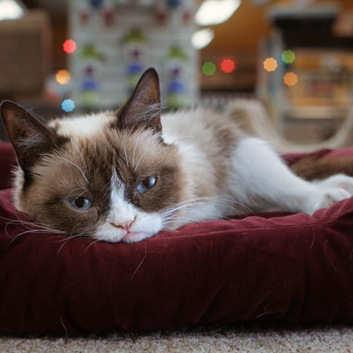Grumpy Cat Christmas 2022 Meme Grumpy Cat's Worst Christmas Ever Movie Review And Reaction - Nine.com.au