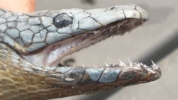 A close-up of the fangs of a yellow-bellied black snake.