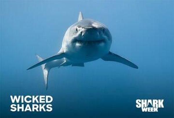 Wicked Sharks