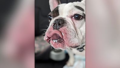 Ralphie the 'jerk' dog has been returned to the shelter again 
