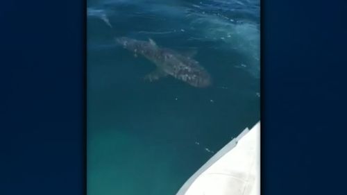 Rowan Lewis has fished off Rottnest for more than 30 years and says he has never seen anything like that before.