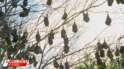Brisbane residents say a huge colony of flying foxes is driving them batty.