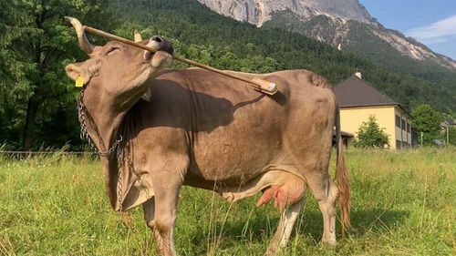 Veronika the cow uses a broom in a variety of ways to scratch itches.
