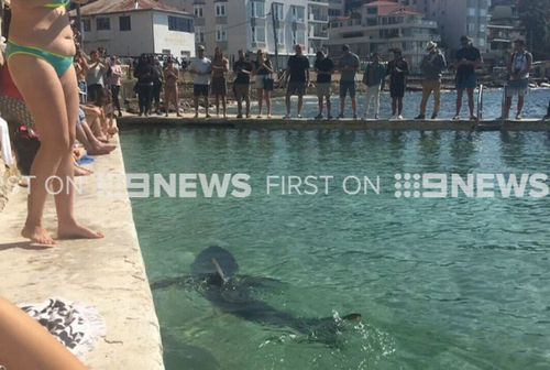 Fluffy' spent yesterday afternoon in the Fairy Bower pools. (9NEWS)