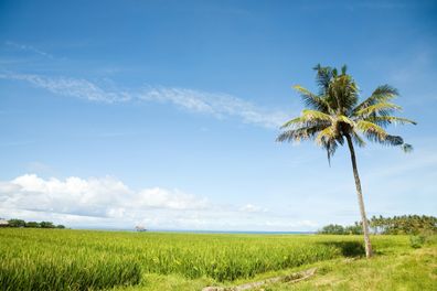 Lonely palm tree in Medewi near Negara west Bali Indonesia