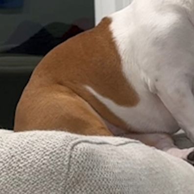 Pancake the bulldog has a dog shape on her body