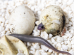 Some not-so-cuddly babies hatch at Australian Reptile Park