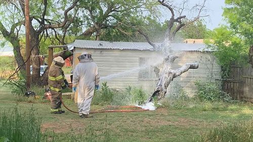 A a beekeeper and firefighter working to remove the hive.