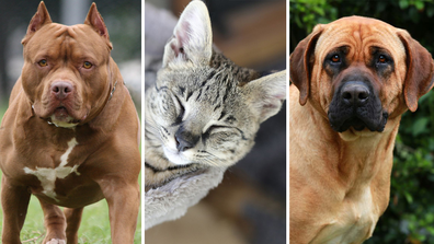 Desde razas exóticas de gatos monteses que suponen un riesgo para nuestra bioseguridad hasta perros de caza musculosos;  Desplázate hacia abajo para ver los animales que no puedes tener en Australia. 