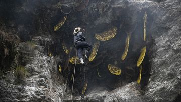 Devi Bahadur Nepali climbs on a bamboo rope gets ready to harvest cliff honey in Dolakha,115 miles east of Kathmandu, Nepal, Friday, Nov. 19, 2021. (AP Photo/Niranjan Shrestha)