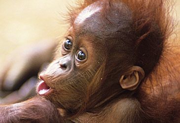 What is the typical gestation period for an orangutan pregnancy?
