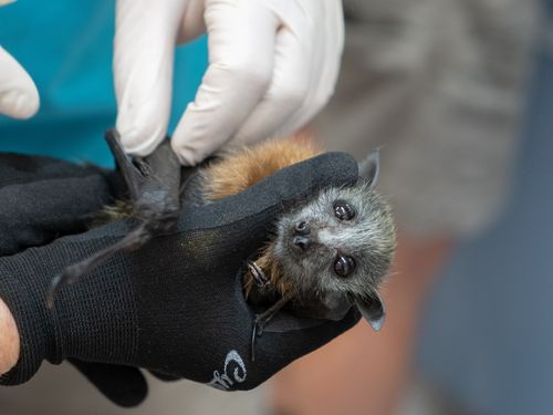 A bat being treated at Sydney's Taronga Zoo after the 2019-20 bushfires.