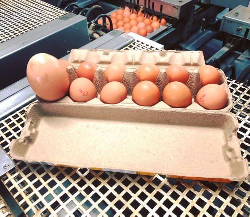 Best on ground. (Image: Stockman's Eggs)