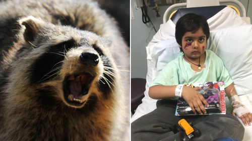 Raccoon who savaged six-year-old New Jersey boy tests positive for rabies