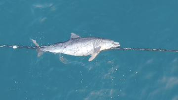 A dead dolphin has been caught on camera tangled in a shark net off Bronte Beach, Sydney.