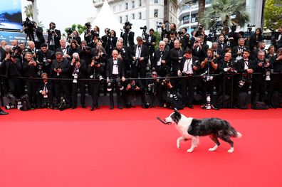 CANNES, FRANCE - MAY 14: Messi the dog attends "Le Deuxieme Acte" ("The Second Act") Screening & opening ceremony red carpet at the 77th annual Cannes Film Festival at Palais des Festivals on May 14, 2024 in Cannes, France. (Photo by Cindy Ord/Getty Images)