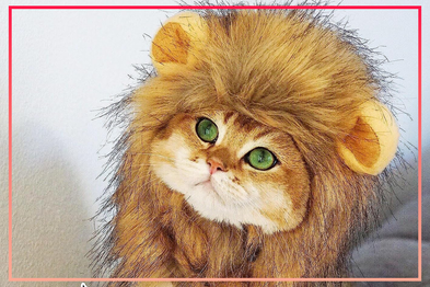 9PR: OMG Adorables Lion Mane Adjustable Pet Wi