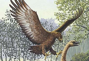 When did the largest known species of eagle, Haast's eagle, become extinct?