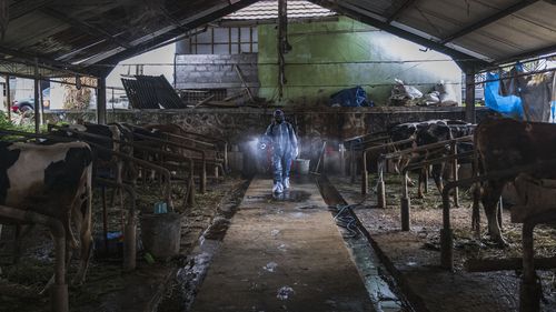 YOGYAKARTA, INDONESIA - JULY 22: An officer sprays disinfectant on a cattle farm that has been infected with foot and mouth disease on July 22, 2022 in Yogyakarta, Indonesia. Indonesia is battling an outbreak of foot and mouth disease, a highly-contagious disease that affects hooved animals such as cows and pigs and threatens to devastate the livestock industry if not erradicated. (Photo by Ulet Ifansasti/Getty Images) *** BESTPIX ***