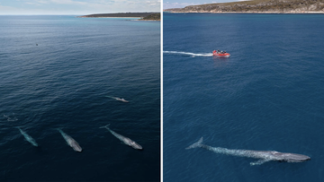 Dylan Dehaas spotted the animals off the coast of Cape Naturaliste in Western Australia.