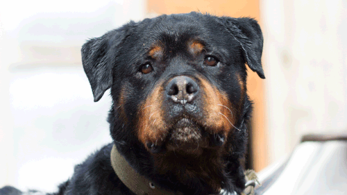 Police say the Rottweiler was owned by the family. (Getty stock image)
