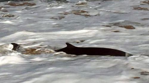 Suspected rare whale stranded on Vic beach