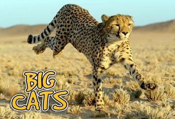 Big Cats