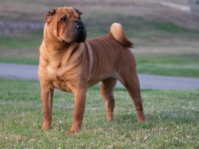 Shar Pei.