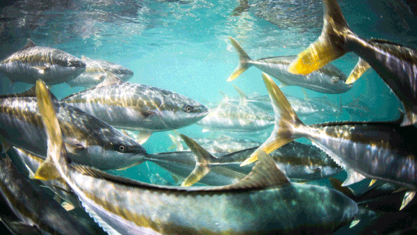 Hiramasa Kingfish in Spencer Gulf