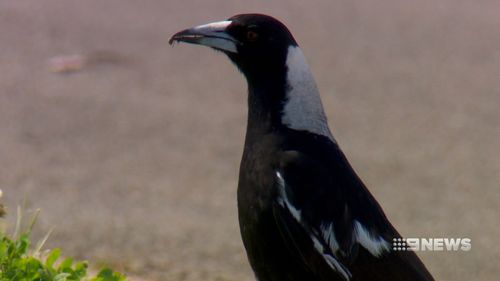 The findings are hoped to shed light on the evolution of human intelligence. (9NEWS)