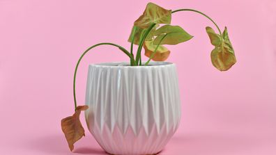 How to Save a Dying Houseplant