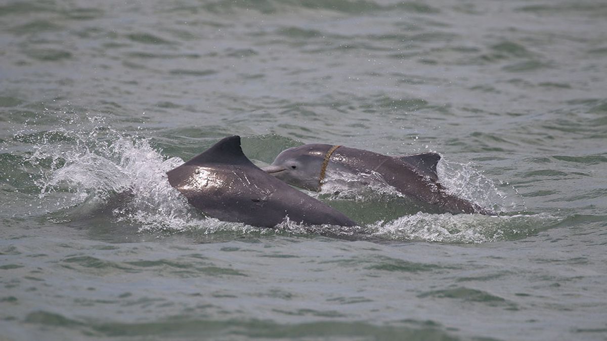 Nets killing off 10 dolphin, porpoise species