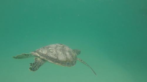 The hawksbill turtle was found in May after a suspected boat strike, while the two green turtles were found with 'floating syndrome' - meaning they could not dive.