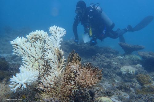 Uma onda de calor marinha mais longa tornou o pior dos piores da alcyalis infectando coisas no registro da Austrália Ocidental, de acordo com um novo relatório científico.