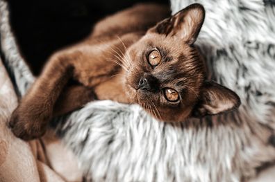 Cute burmese kitten lays down in a furry igloo looking at camera, very playful.