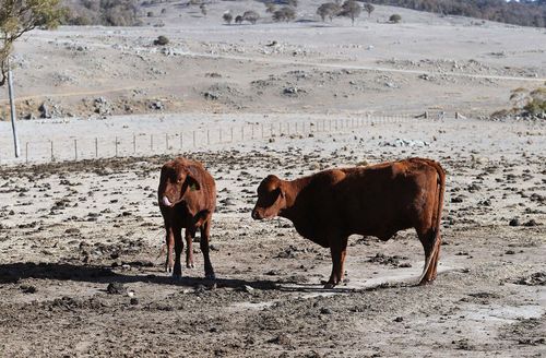 Cattle on a drought-affected farm in New South Wales, Australia, on August 26, 2019. An unprecedented water shortage meant more than a dozen small towns faced a "day zero."	
