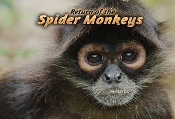 Return of the Spider Monkeys