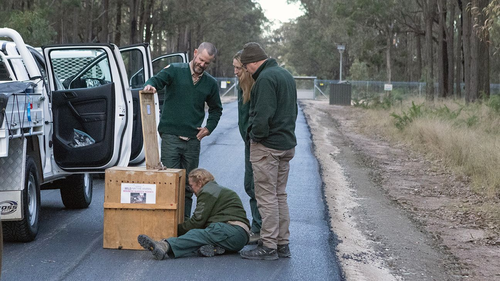 Eastern bettongs will also be reintroduced to two other feral predator-free areas in NSW as part of a program that will see at least 15 species currently listed as extinct returned to NSW.