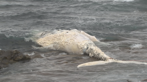 The carcass of a whale has washed up near Port Kembla beach, in NSW.