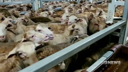 A national review was launched after horrifying vision emerged of sheep dying on-board a ship from WA to the Middle East in 2016. (60 Minutes)
