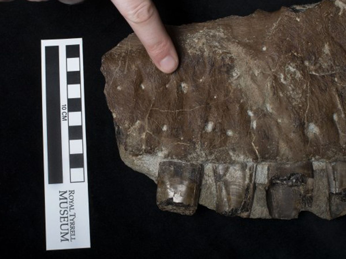 Dinosaur discovery: Farmer finds new species of tyrannosaur on hike