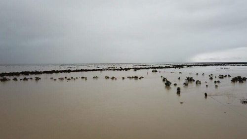 Julia Creek in North Queensland has receieved more than a year's rain in recent days.