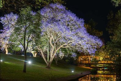 The regional NSW city has an entire festival dedicated to the beautiful flowers.