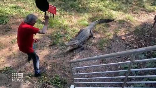 Goat Island Lodge's owner Kai Hansen used a frying pan to whack a saltwater crocodile named Fred who ran towards him.