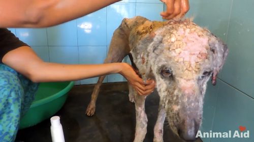 She was named Alice and given treatment which included massaging lotion into her skin. (Animal Aid Unlimited)