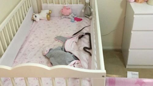 The one-metre brown snake slithered through the baby's cot.
