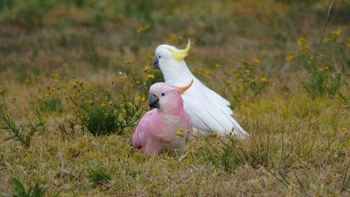 Bundeena cockatoos dyed